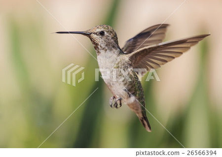 可愛飛行中的蜂鳥 26566394