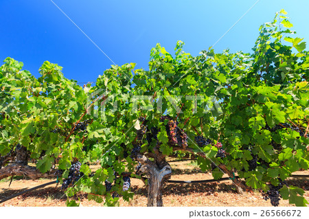 Grapes in the vineyards of Napa Valley are hanging Grapes in the vineyards of Napa Valley are hanging 26566672
