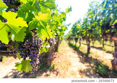 Grapes in the vineyards of Napa Valley are hanging Grapes in the vineyards of Napa Valley are hanging 26566673