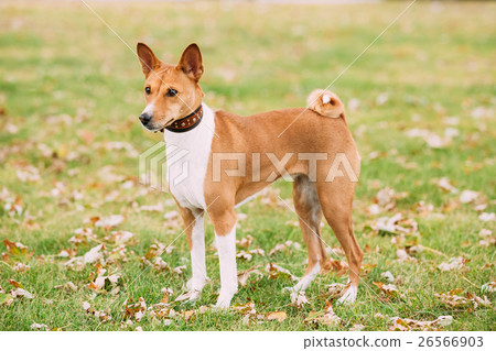 Basenji dog on grass outdoor. The Basenji is a 26566903