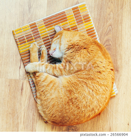 Peaceful Orange Red Tabby Cat Male Kitten Sleeping Peaceful Orange Red Tabby Cat Male Kitten Sleeping 26566904