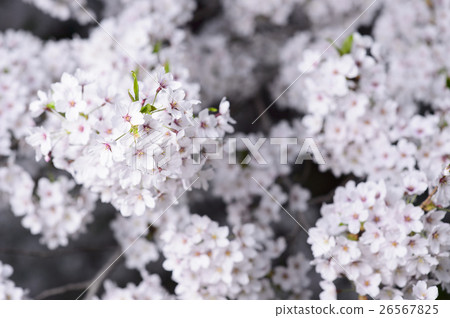 Yozakura Simei Yoshino 26567825