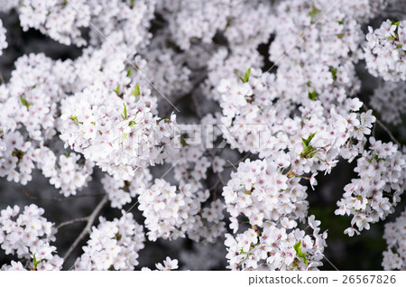 Yozakura Simei Yoshino 26567826