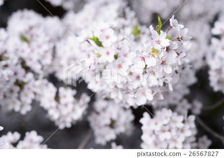 Yozakura Simei Yoshino Yozakura Simei Yoshino 26567827