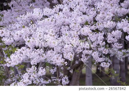 Yozakura Simei Yoshino 26567842