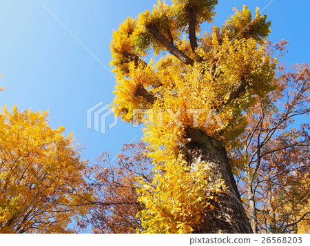 Ginkgo tree Ginkgo tree 26568203
