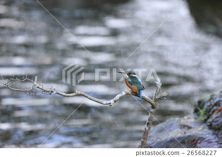 Kingfisher Kingfisher 26568227