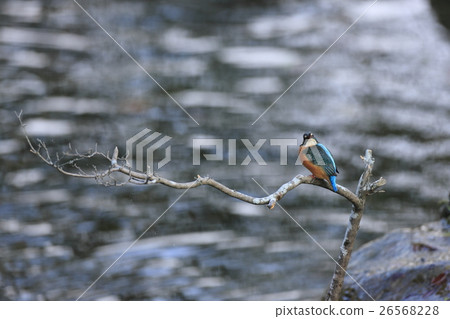 Kingfisher Kingfisher 26568228
