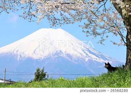 Cherry blossoms in spring and Mt. Fuji and Kai dog 26568280