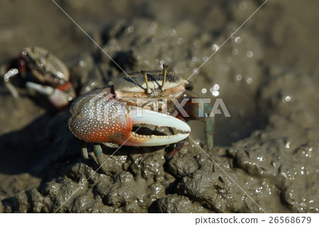 招潮蟹 招潮蟹 26568679