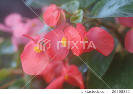 Begonia 26568823