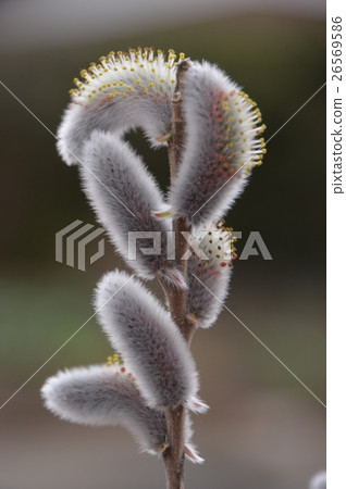 Feline Willi Feline Willi 26569586