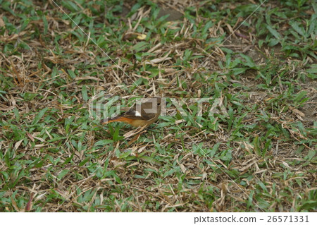 bird  26571331