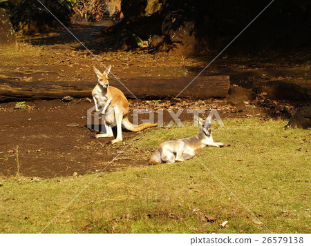 袋鼠喜歡老頭 26579138