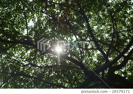 樹 26579171