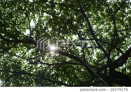 Tree Tree 26579174