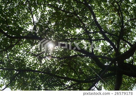 Tree Tree 26579178