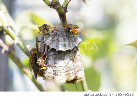 Ashigari bashi and nest 26579538