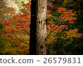 Autumn leaves fall 26579831