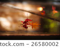 autumn 26580002