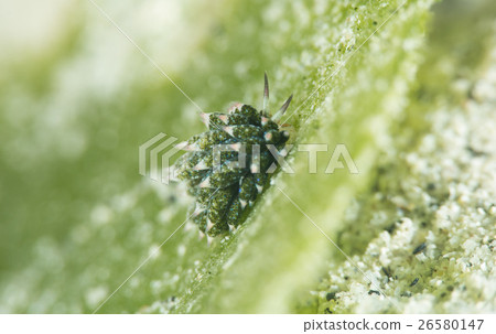 Kusai Lomo Ushushi 26580147