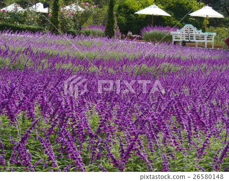 紫水晶鼠尾草田 26580148