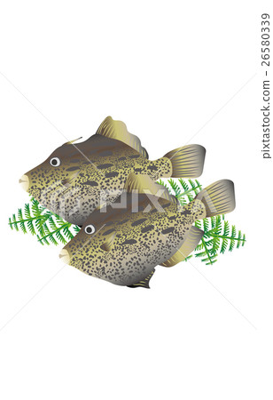 Kawa Hashi Kawa Hashi 26580339