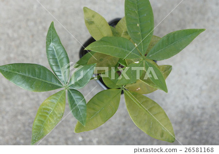 Pachira Pachira 26581168