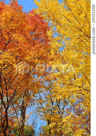 巨型和銀杏樹biloba秋葉 26581260