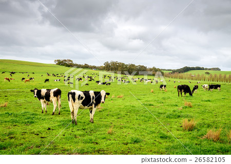 Cows grazing on a daily farm 26582105