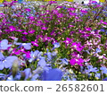Lobelia的花園 26582601