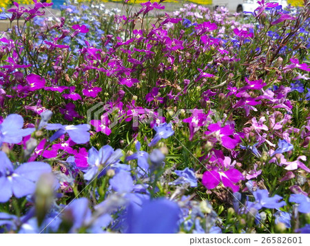 Lobelia的花園 Lobelia的花園 26582601