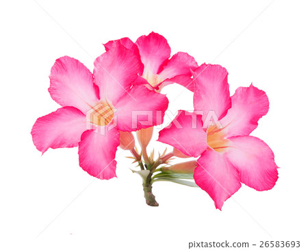 Pink Desert Rose Flower on white background 26583693