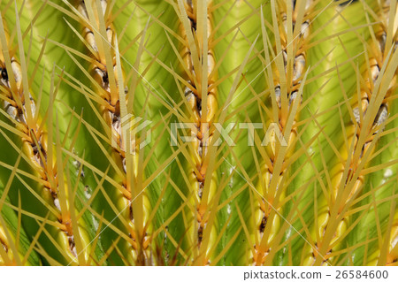 golden barrel cactus macro 26584600