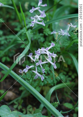 Jiro Bou Jun Hye Jiro Bow Enosaku Flower language "thinking of me" Jiro Bou Jun Hye Jiro Bow Enosaku Flower language "thinking of me" 26585001