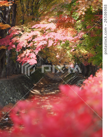 Autumn leaves 26586988