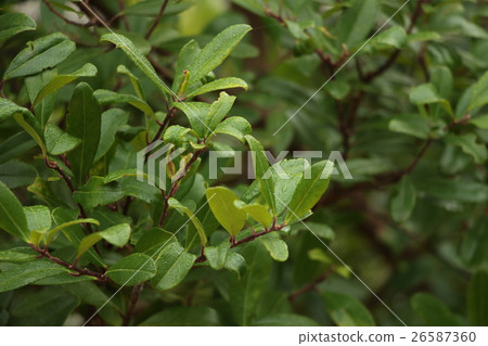 伴侶 伴侶 26587360