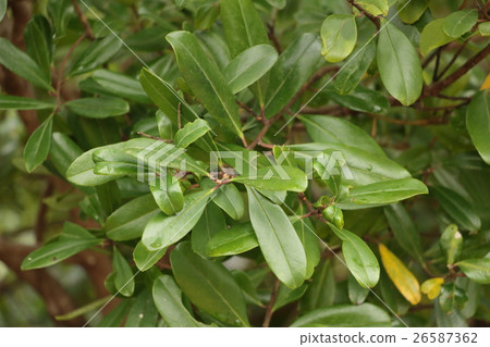 伴侶 伴侶 26587362