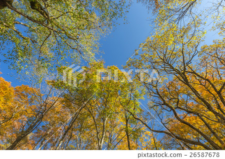 Autumn leaves of Oyama Autumn leaves of Oyama 26587678