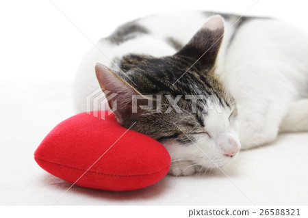 Cat and Heart 26588321