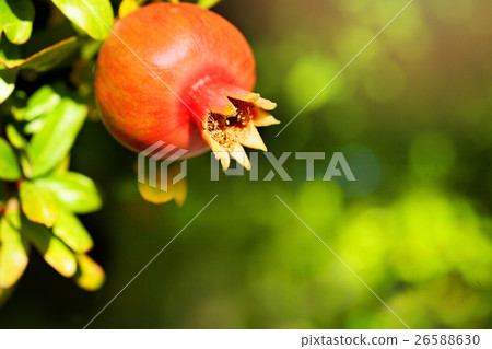 Pomegranate Fruit on Green Background 26588630
