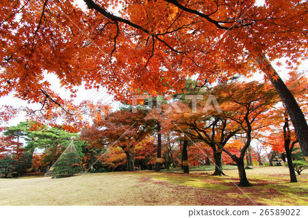 Autumn of the Tatena Yato Garden 26589022