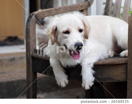 lovely funny white cute fat compact size puppy dog lovely funny white cute fat compact size puppy dog 26589535