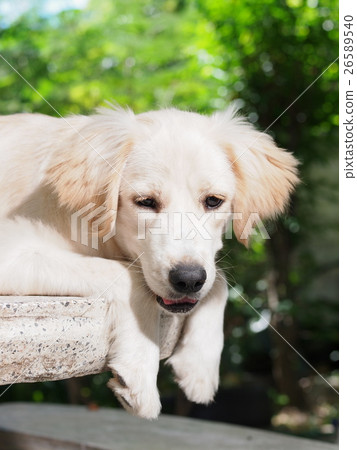 lovely funny white cute fat compact size puppy dog lovely funny white cute fat compact size puppy dog 26589540