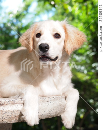 lovely funny white cute fat compact size puppy dog lovely funny white cute fat compact size puppy dog 26589541