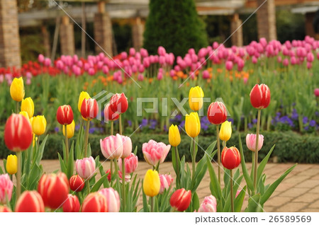 A tulip blooming in November, out of season 26589569