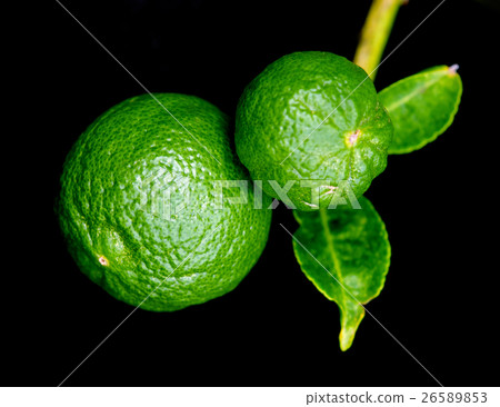 Bergamot orange hanging fruits with leaf isolated 26589853