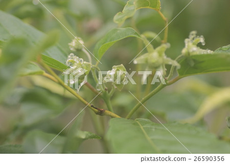 Iran Iran bud Iran Iran bud 26590356