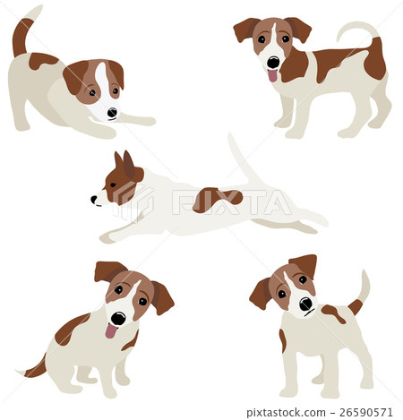Jack Russell Terrier. Vector Illustration of a dog - Stock Illustration ...