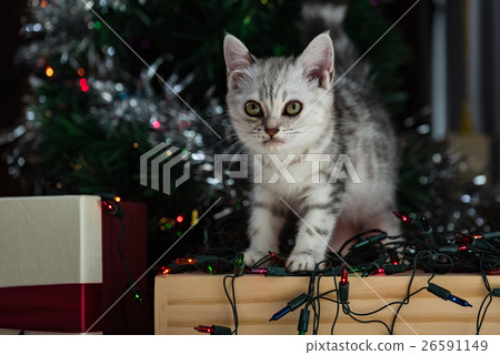 Cute kitten in christmas. 26591149